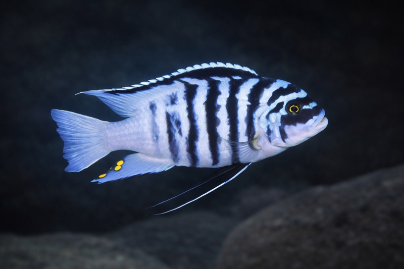 Maylandia fainzilberi 'Katale Island'